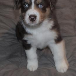 Finn - Red tri-color male Australian Shepherd puppy in Jeddo, Michigan from Blue Water Aussies