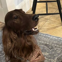 Ferguson - Irish Setter