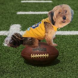 Yorkipoos and Yorkshire Terriers from Texas Yorkies and Yorkiepoos