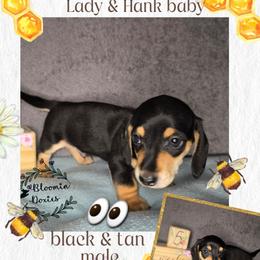 Boy 2 - Black and tan male Dachshund puppy in Valrico, Florida from Bloomin Doxies