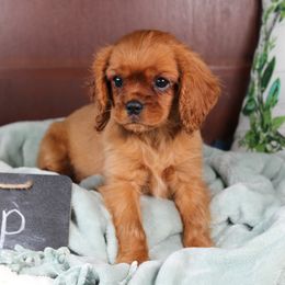 AKC Rip - Ruby male Cavalier King Charles Spaniel puppy in Albany, Indiana from Hatz Off Puppies