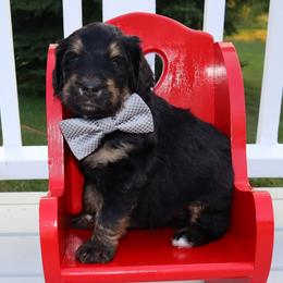 Bernedoodle and Goldendoodle Puppies from Angie's Goldendoodles/Angies doodles LLC