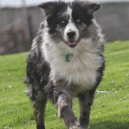 Miniature Australian Shepherd puppies from Sapphire Stables