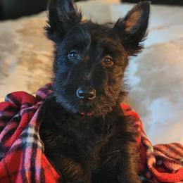 Scottish Terrier Puppies from Schulte's  Scottish Terriers