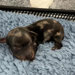 Male 5 - Dapple male Dachshund puppy in Scottdale, Pennsylvania from Our Sweet Dachshund Farm