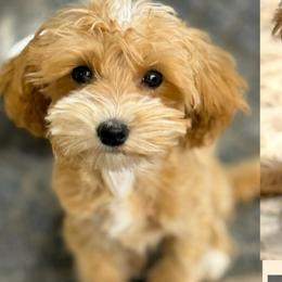 Teddy - Goldendoodle
