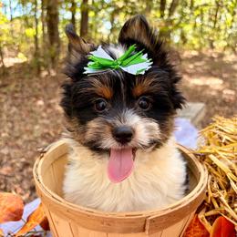 Vinnie - Black tan and white male Biewer Terrier puppy in Winslow, Arkansas from Morning Glory Puppies