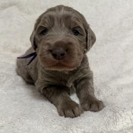 Dawn - female Long Haired Weimaraner puppy in Blanchardville, Wisconsin from Northern Bluegrass Weimaraners
