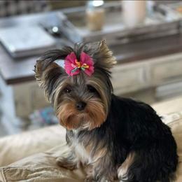 Auna - Yorkshire Terrier