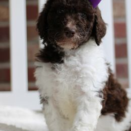 Labradoodle Puppies from Mountain Range Doodles