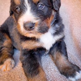 Bernedoodle, Bernese Mountain Dog, and Siberian Husky Puppies from Timberline Paws