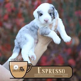 Espresso - Merle male Sheepadoodle puppy in Cleveland, Tennessee from Narrow Path Old English & Sheepadoodles