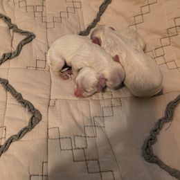 Prince - White male Maltese puppy in Walker County, Georgia from Heltons Little Gems