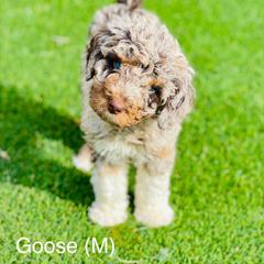 Assorted Doodle Crosses, Aussiedoodle, Australian Mountain Doodle, and Bernedoodle Puppies from North 40 Doodles