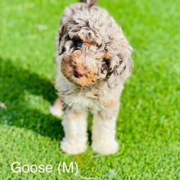 Assorted Doodle Crosses, Aussiedoodle, Australian Mountain Doodle, and Bernedoodle Puppies from North 40 Doodles