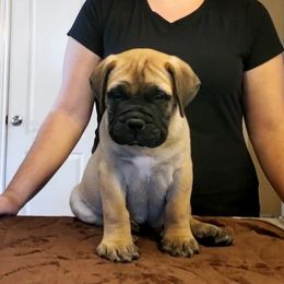 Bullmastiff and Pembroke Welsh Corgi Puppies from Jenkins Family Bullmastiffs