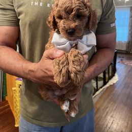 Goldendoodle Puppies from Ohio Valley Doodles