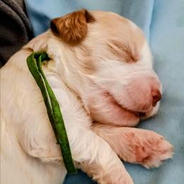 Snoopy - Cream male Australian Labradoodle puppy in Atascadero, California from Classic Poodles and Doodles