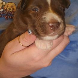 Ursa - Red & white female Miniature Australian Shepherd puppy in Arlington, Texas from CopperHead Aussies