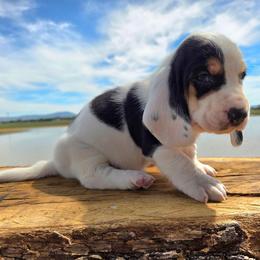 Cash - Black white and brown male Basset Hound puppy in Denison, Texas from Emma Lou's Baby Bassets