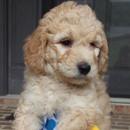 Bernedoodles, Goldendoodles, and Poodles from Elevated Standards NC