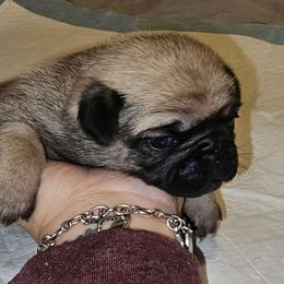 Sage-Girl 1 - Fawn female Pug puppy in New Braunfels, Texas from Kex Pug Haus