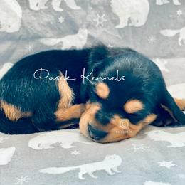 Dachshund Puppies from Pasek Kennels