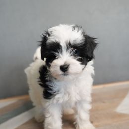 Bernedoodle, Goldendoodle, Poodle, Schnoodle, and Sheepadoodle Puppies from Boise Doodle Co.