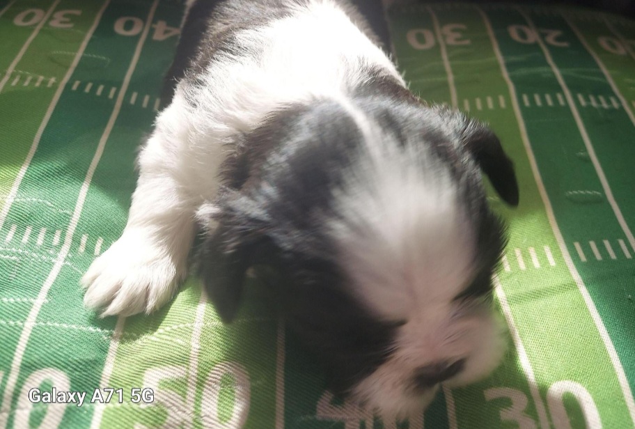 Shih Tzu Puppies from N.F.S.T Imperial ShihTzu Puppies.