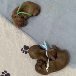 Blue Collar - Red male Cavapoo puppy in South Jordan, Utah from Simply Sweet Paws. LLC