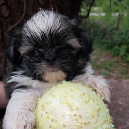 Winston - Brindle male Shih Tzu puppy in Arcadia, Florida from Kitsune Cuddles and kisses