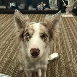Pearl - Border Collie