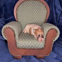 KitKat - Tri-color female Coton de Tulear puppy in North Augusta, South Carolina from Furever Cotons