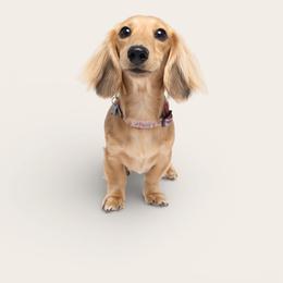 Marie - Dachshund