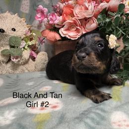 Black and tan Girl  2 - Black and tan female Dachshund puppy in Alice, Texas from Crimson’s longhair Dachshunds