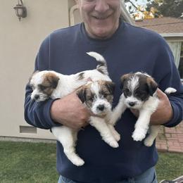Russell Terrier Puppies from Roger's Russell Terriers