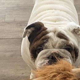 Dax - Bulldog