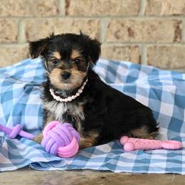 Linda - Black & tan tri-color female Morkie puppy in Guthrie, Kentucky from Happy Tail Puppies