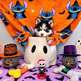 Mercury - Black and white male Pomsky puppy in Homeland, California from Lara's Ranch Pomskies
