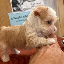 Girl 2 - Tan and white female Yorkshire Terrier puppy in Bear Creek, North Carolina from Yorkie Time