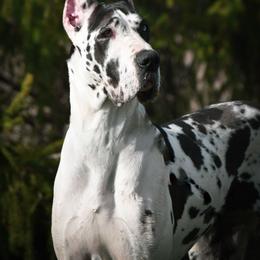 Opal - Harlequin female Great Dane puppy in Caldwell, Ohio from Folklore Kennel