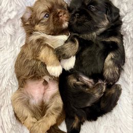 Boy 1 Black and Tan Dobie - Black and tan male Shih Tzu puppy in North Port, Florida from Marlene Kenney's Shih Tzus
