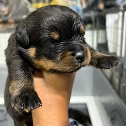 Boy 1 - Black and mahogany male Rottweiler puppy in Antioch, California from Black Diamond Excellence rottweiler kennel
