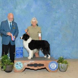 Destiny - Border Collie