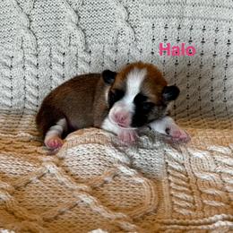 Halo - Red female Pembroke Welsh Corgi puppy in Creston, Iowa from GSF Pembroke Welsh Corgis