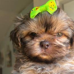 Girl 2 liver girl with green bow - Liver female Shih Tzu puppy in Marion County, Tennessee from Jenkins Puppy Paradise