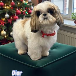 Dior - Shih Tzu