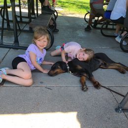 Doberman Pinscher Puppies from Morningstar Kennel