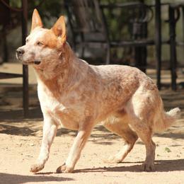 Australian Cattle Dog puppies from A2 Australian Cattle Dogs
