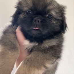 Pekingese Puppies from Crawford Ranch Canines